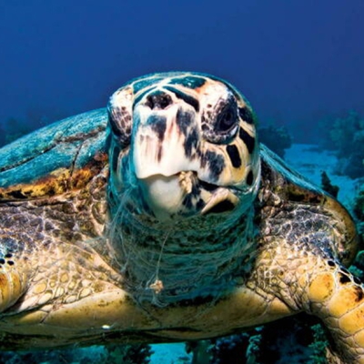 هشت گونه مختلف از لاک‌پشت‌های دریایی